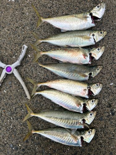 アジの釣果
