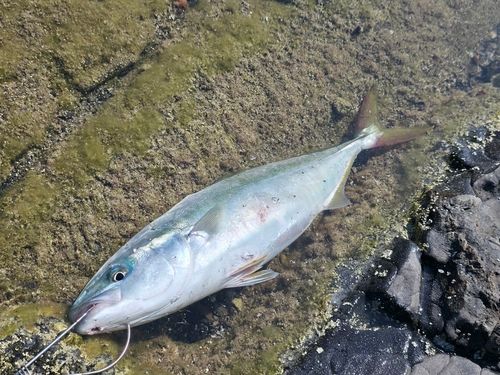 ツバスの釣果