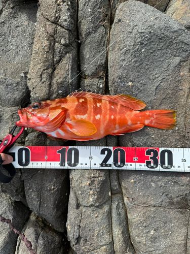 アカハタの釣果