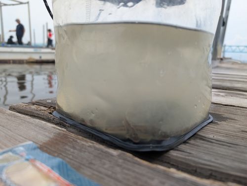 マハゼの釣果