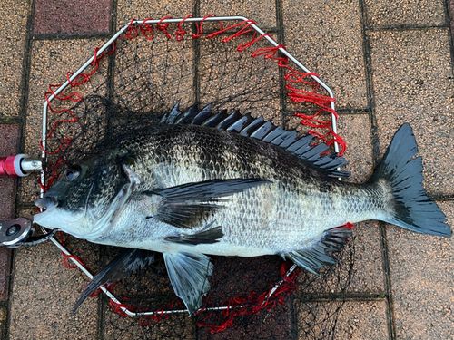 クロダイの釣果