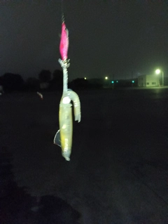 マメイカの釣果