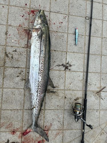 サワラの釣果