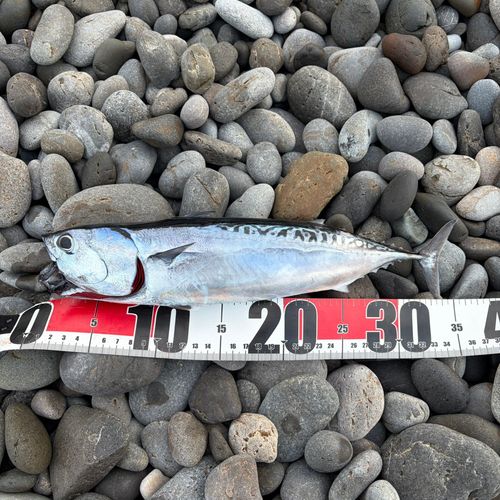 ソウダガツオの釣果