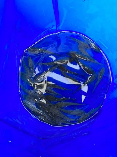 マハゼの釣果