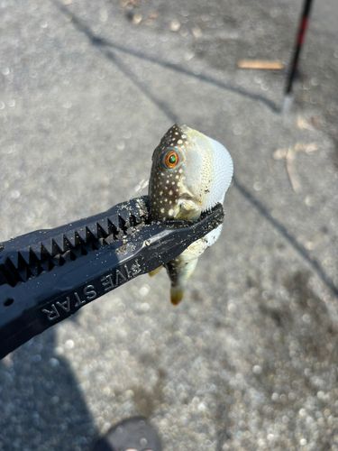 フグの釣果