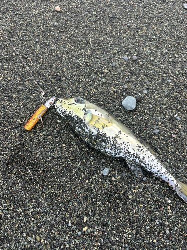 シロサバフグの釣果