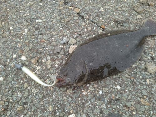 ヒラメの釣果