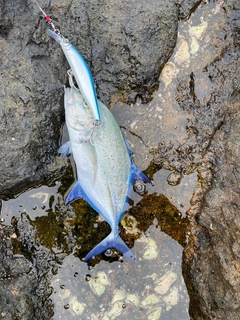 カスミアジの釣果
