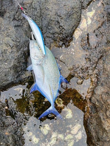 カスミアジの釣果