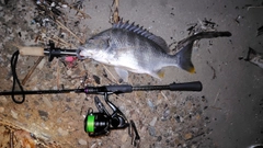 キビレの釣果