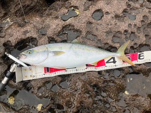 イナダの釣果