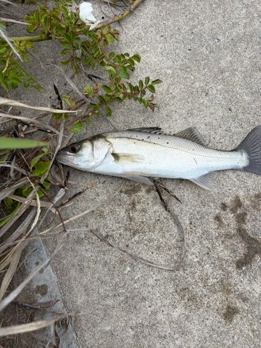 セイゴ（マルスズキ）の釣果