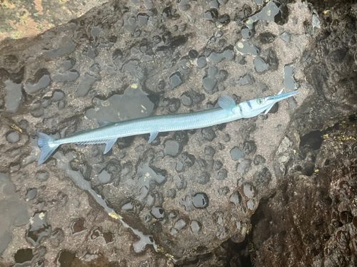 ダツの釣果
