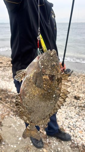アイゴの釣果