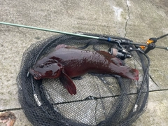 ウサギアイナメの釣果