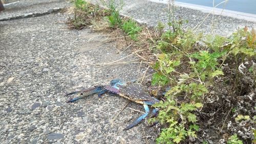 カニの釣果