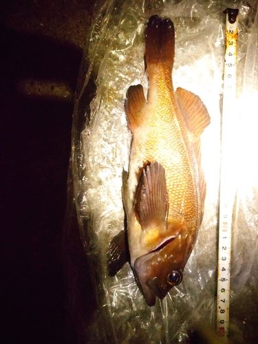 エゾメバルの釣果