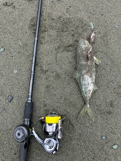 ワカシの釣果
