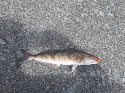 ホッケの釣果