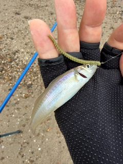シロギスの釣果