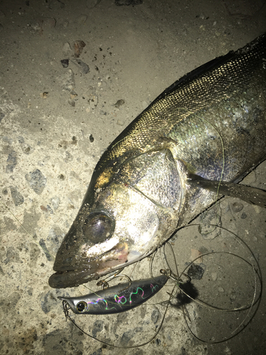 スズキの釣果