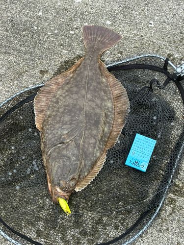 イシモチの釣果