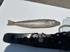 キスの釣果