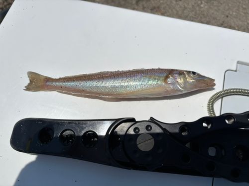 キスの釣果