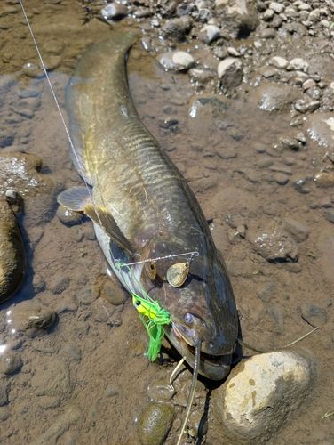 ナマズの釣果