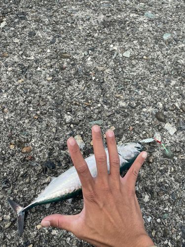 スマガツオの釣果
