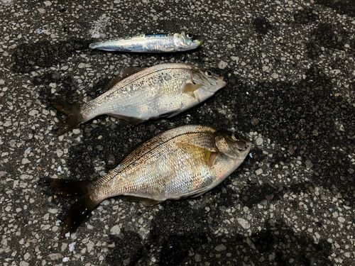 ウミタナゴの釣果