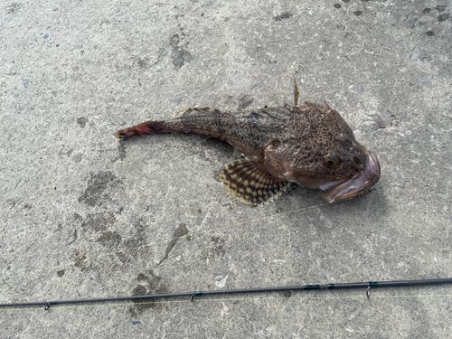 カジカの釣果