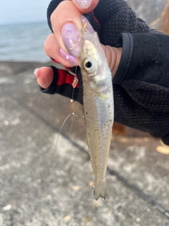 キスの釣果