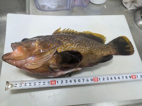キジハタの釣果