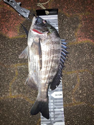 クロダイの釣果