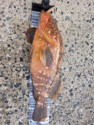 キジハタの釣果
