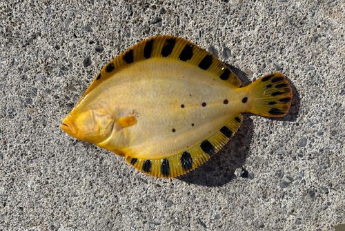マツカワの釣果