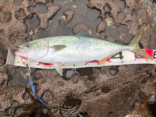 イナダの釣果