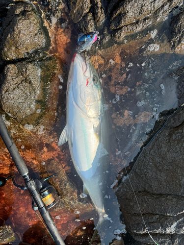 ブリの釣果