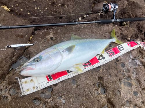 ワラサの釣果