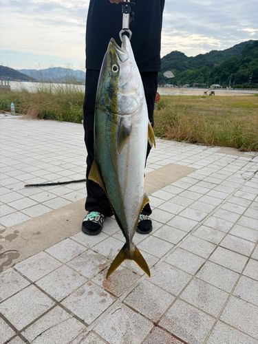 ブリの釣果