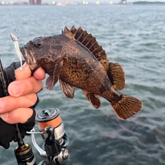 ソイの釣果