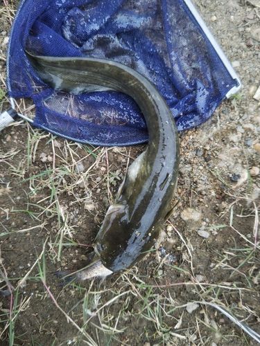 ナマズの釣果