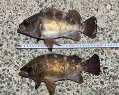メバルの釣果