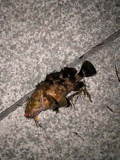 タケノコメバルの釣果