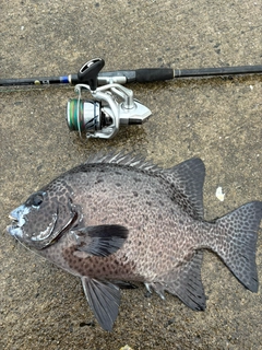 イシガキダイの釣果