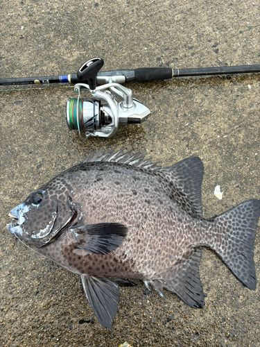 イシガキダイの釣果
