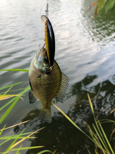 ブルーギルの釣果