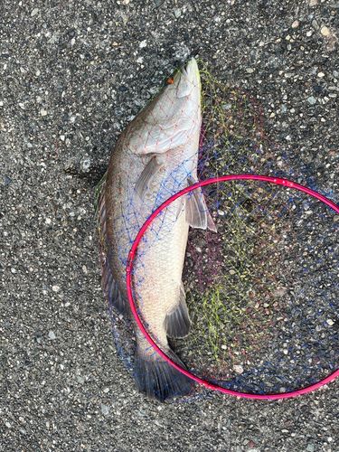 アカメの釣果